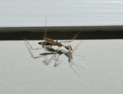 Stenolemus fraterculus