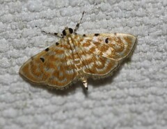 Notarcha aurolinealis