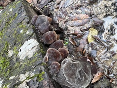 Auricularia polytricha