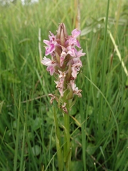 Dactylorhiza incarnata incarnata