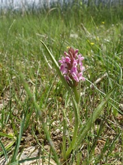 Dactylorhiza incarnata incarnata