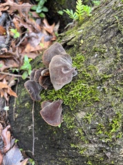 Auricularia polytricha