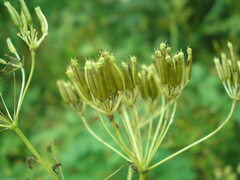 Chaerophyllum prescottii