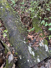 Auricularia polytricha