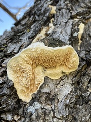 Subantrodia juniperina