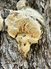 Subantrodia juniperina