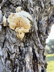 Subantrodia juniperina