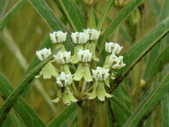 Asclepias mellodora