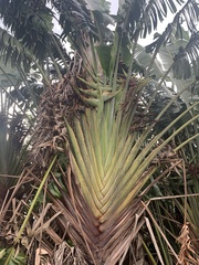 Ravenala madagascariensis