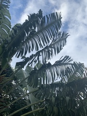 Ravenala madagascariensis