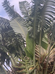 Ravenala madagascariensis