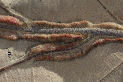 Macrodiplosis qoruca