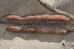 Macrodiplosis qoruca