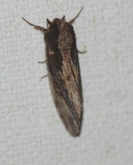 Hylaeora capucina