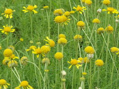 Gaillardia megapotamica