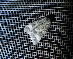 Acronicta megacephala