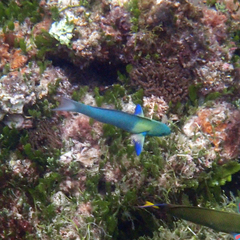 Thalassoma amblycephalus