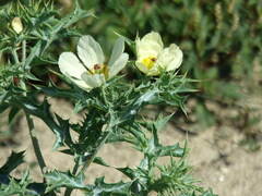 Argemone subfusiformis