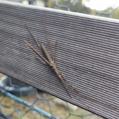 Zaprochilus australis