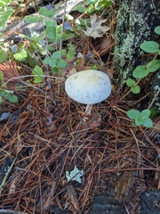 Stropharia ambigua