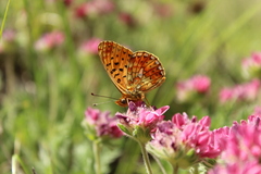Boloria euphrosyne