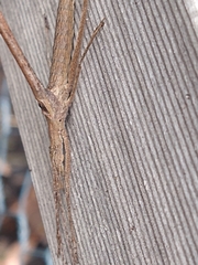 Zaprochilus australis