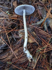 Stropharia ambigua