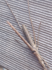 Zaprochilus australis