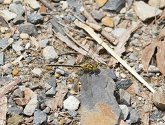 Austrogomphus guerini