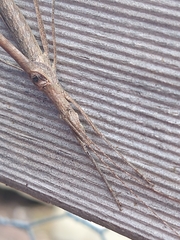 Zaprochilus australis