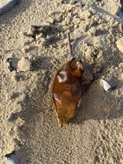 Hemiscylliidae