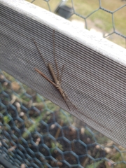 Zaprochilus australis