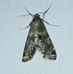 Petrophila longipennis