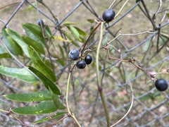 Smilax auriculata