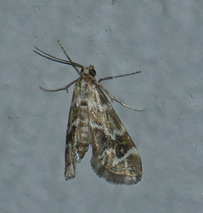 Petrophila avernalis