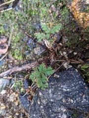 Pentagramma triangularis