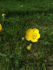 Ranunculus polyanthemos