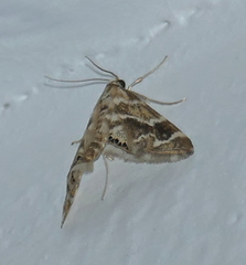 Petrophila avernalis