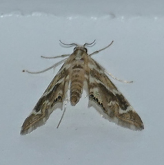 Petrophila avernalis