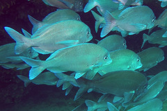 Polyamblyodon germanus