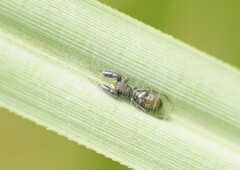 Myrmarachnini