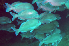 Polyamblyodon germanus