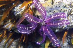 Crinoidea