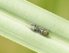 Myrmarachnini