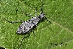 Epicauta maculata-group