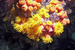 Tubastraea coccinea