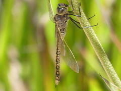 Anax papuensis