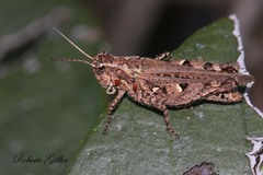 Baeacris