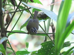 Basileuterus tristriatus