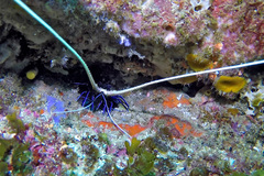 Panulirus versicolor